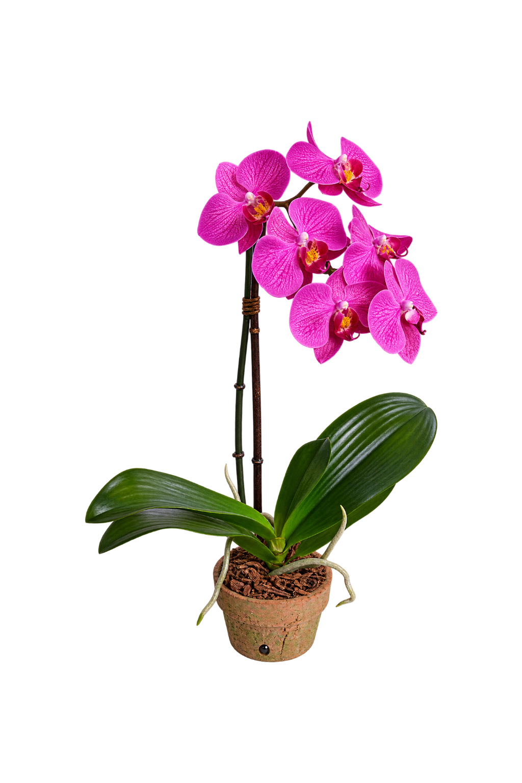 Phalaenopsis Orchid in Terracotta