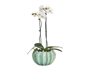 Large Celadon Gourd Vase