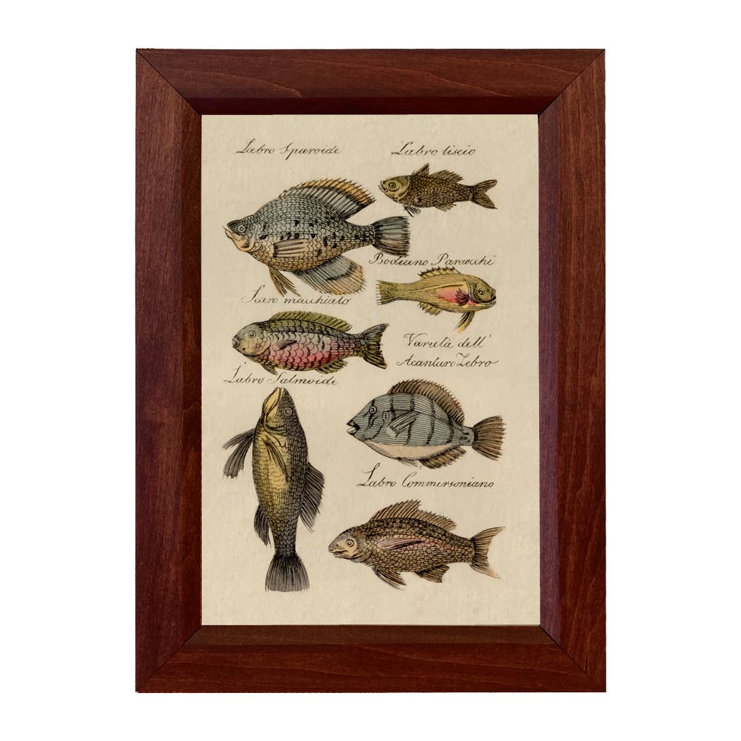 Fish Illustration Framed Vintage Print Behind Glass Wall art