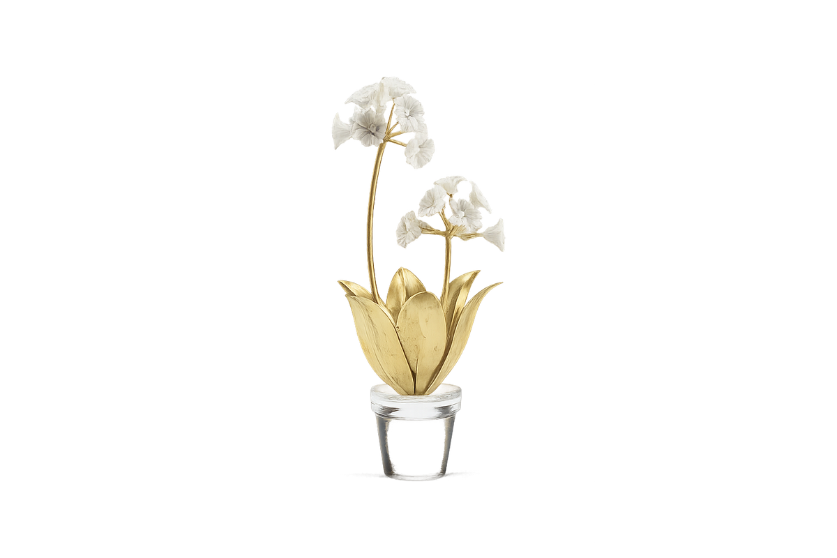 Auricula Flower in Pot