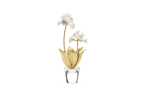 Auricula Flower in Pot